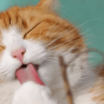 Fat Cat