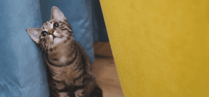 Cute Cat 