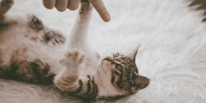 kitten 